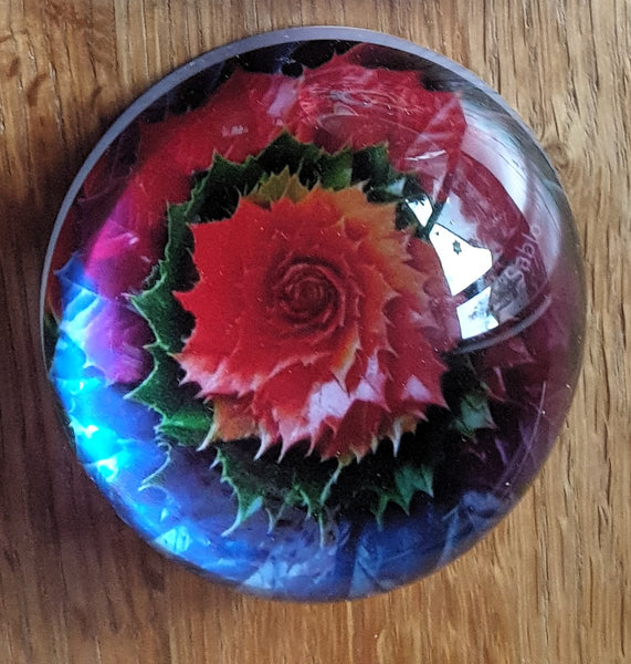 Kugel Holly - Stechpalme